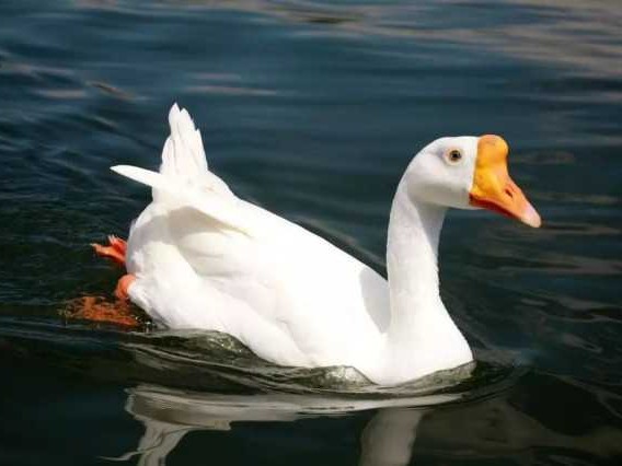 鹅羽缤纷：从洁白到灰褐的色彩奥秘