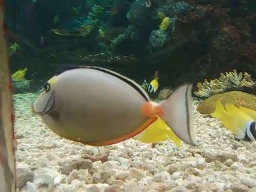 小鱼颜色大揭秘