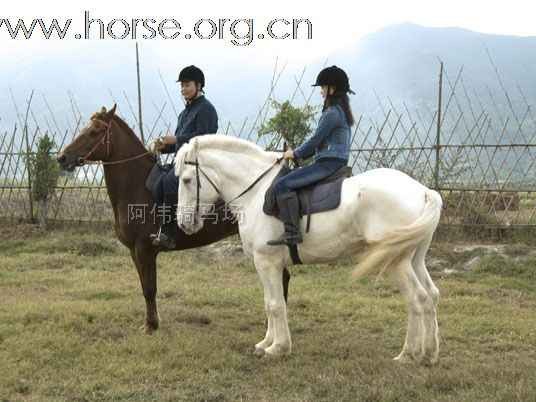 从白马非马到心中坐骑：我们都在找寻那一什么白马