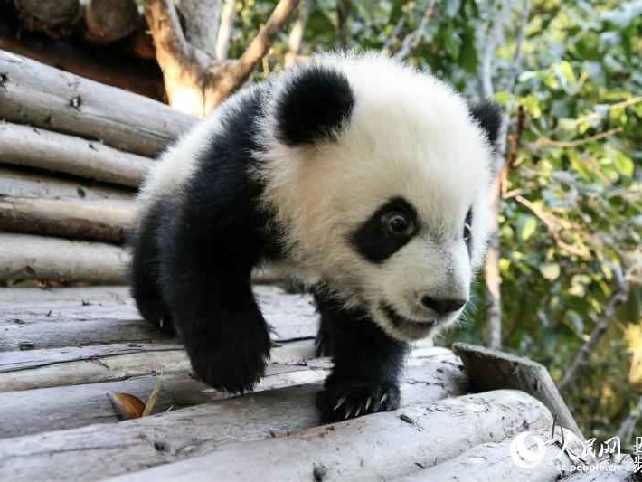 揭秘Panda家族：从国货美妆到电子巨头，哪个才是你的菜？